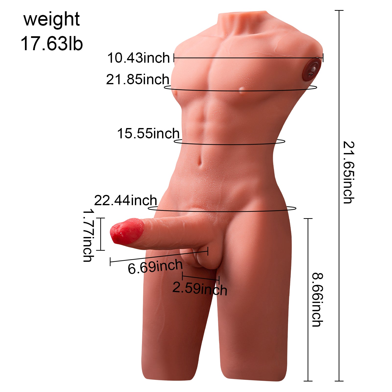 Male body size chart with height and body proportions